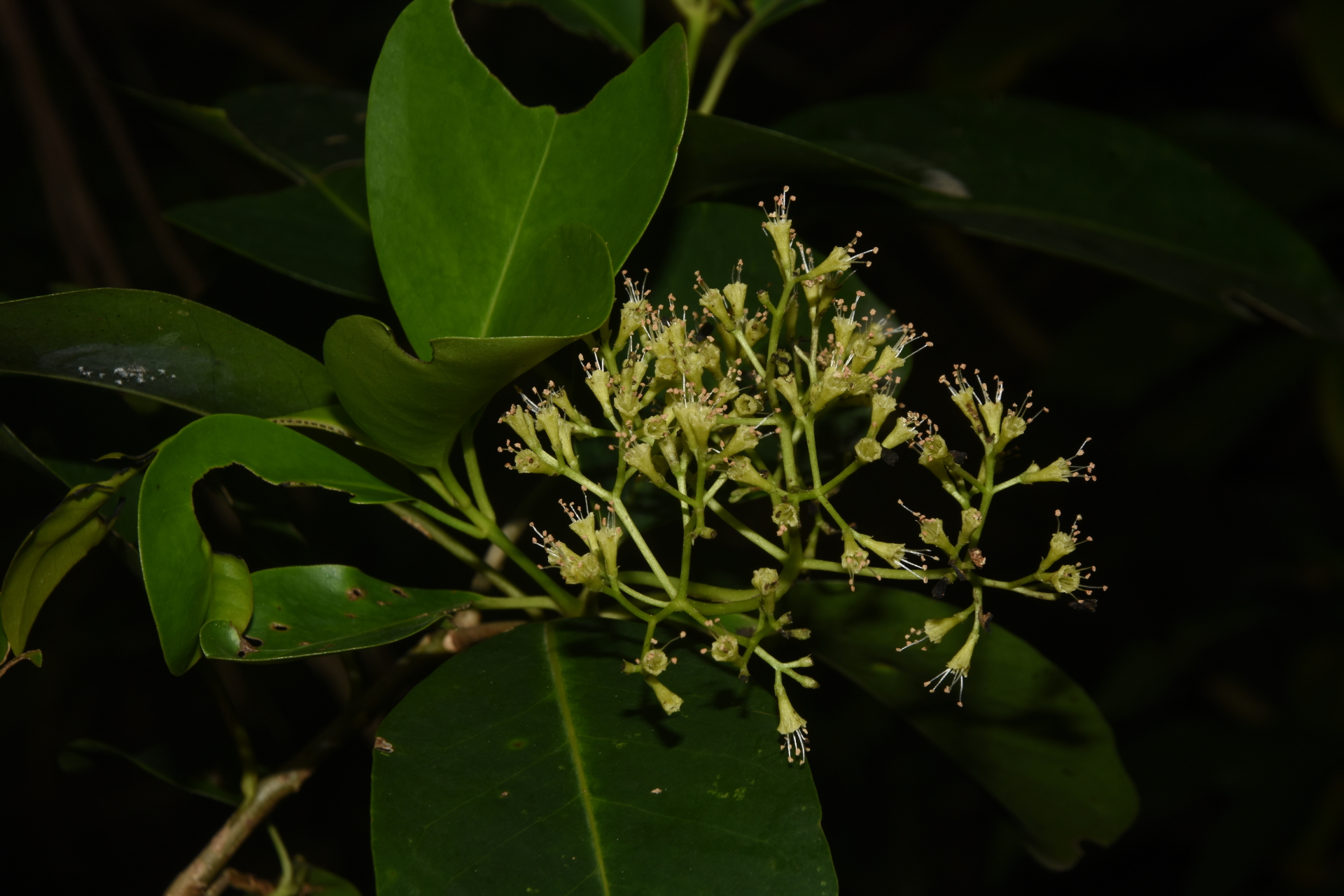 Guapira fragrans (Dum.Cours.) Little - Photo Bivouac Naturaliste
